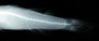 Typhleotris madagascariensis FMNH 116495 x-ray lateral body